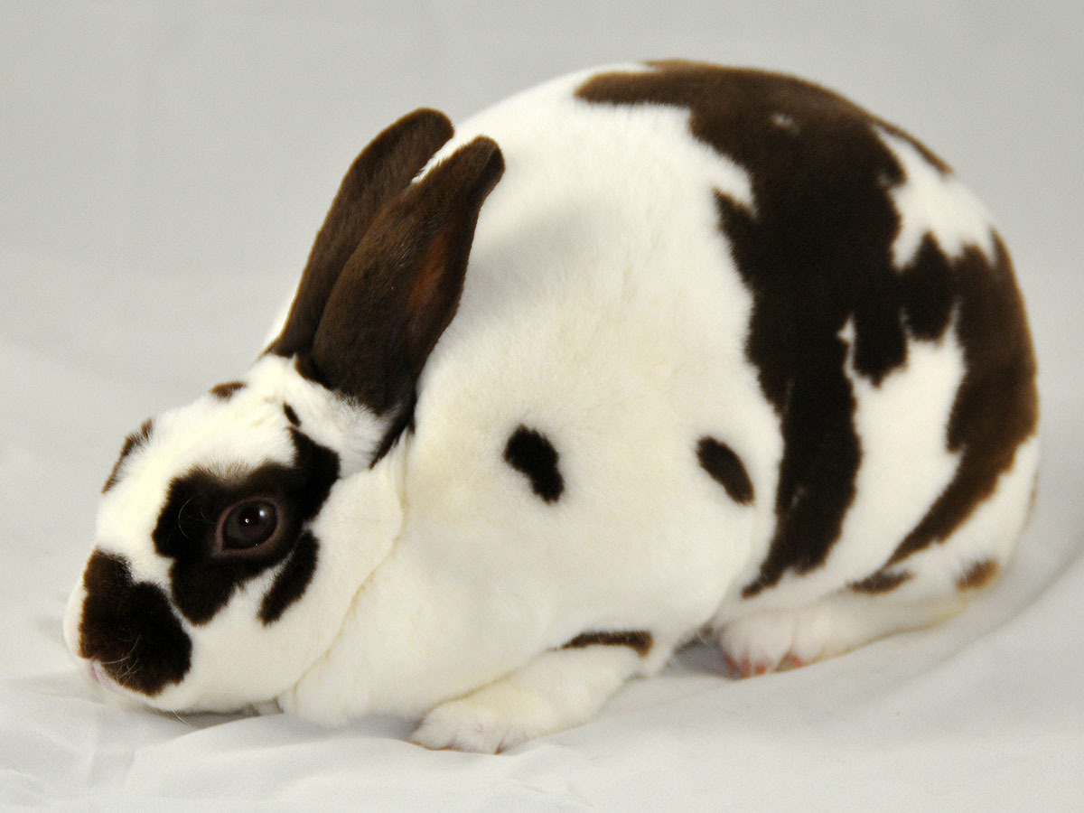 Rabbit