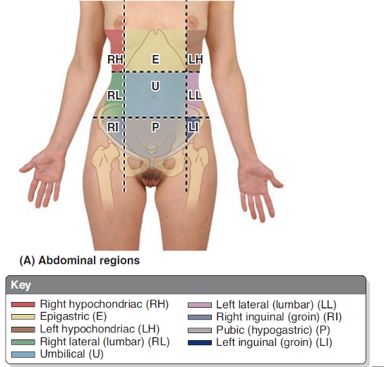<p>RH – Small intestine, right kidney, gallbladder, liver</p><p>LH – Pancreas, left kidney, colon, spleen</p><p>E – Adrenal glands, spleen, pancreas, duodenum, liver, stomach</p><p>RL – Right colon, liver, gallbladder</p><p>LL – Left kidney, descending colon</p><p>U – Duodenum, ileum, jejunum, umbilicus</p><p>RI – Cecum, appendix</p><p>LI – Sigmoid colon, descending colon</p><p>P – Female reproductive organs, sigmoid colon, urinary bladder</p><p></p>