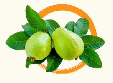 <p>Bayabas (Psidium guajava)</p>