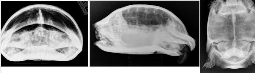 <ul><li><p>cranio-caudal</p></li><li><p>lateral</p></li><li><p>not VD as shell is too thick</p></li><li><p>no we can’t view the heart due to shell</p></li></ul><p></p>