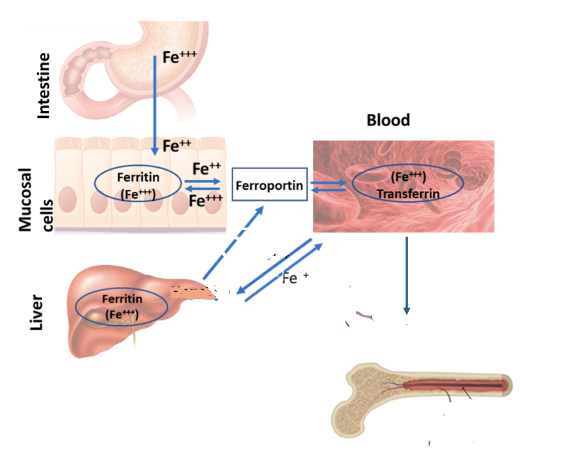 <ul><li><p>iron absorbed in GI tract needs to be transferred to the liver for storage and bone marrow for erythropoiesis</p></li><li><p>transferred by transfer protein <strong>transferrin</strong> (in blood)</p></li></ul><p></p>