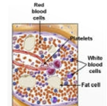 <p>B cell development occurs during embryonic development in the liver and is maintained later in here. in humans, B cell development is complete &amp; B cells are functionally mature when they exist here.</p>