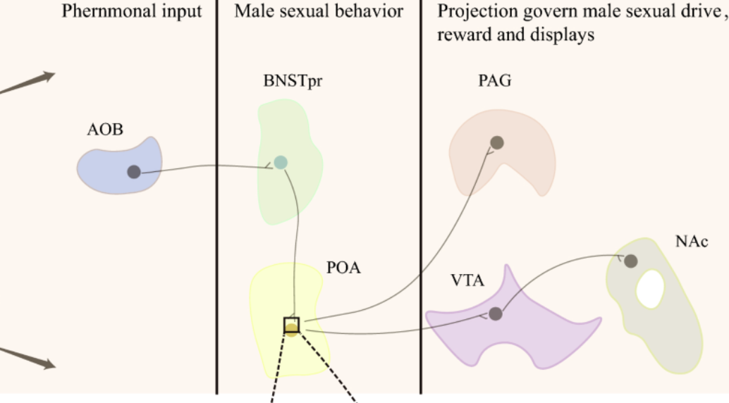 <p>Dopamine is important for enabling mating behaviour. In preoptic area. POA projects to ventral tegmental area (which is part of the reward pathway).</p>