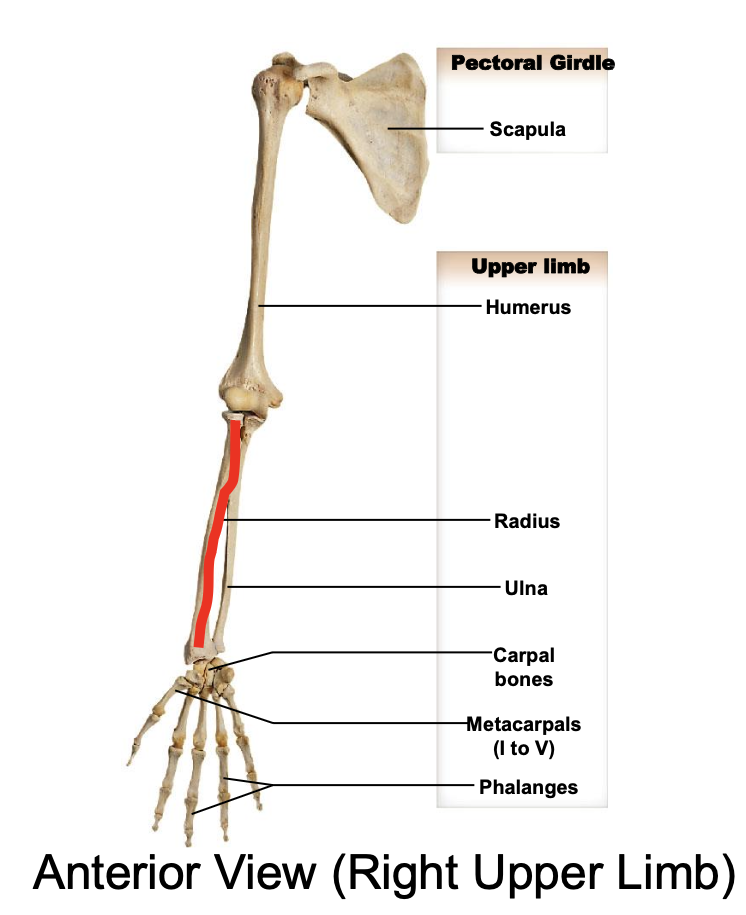 <p>Radius</p>