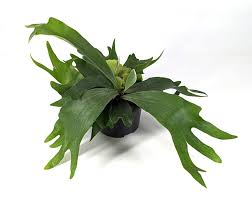<p>Staghorn Fern</p>