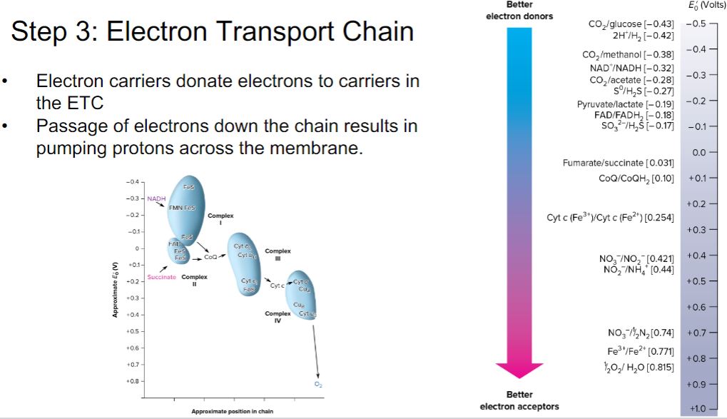 <p>Step 3 electron transport chain</p>