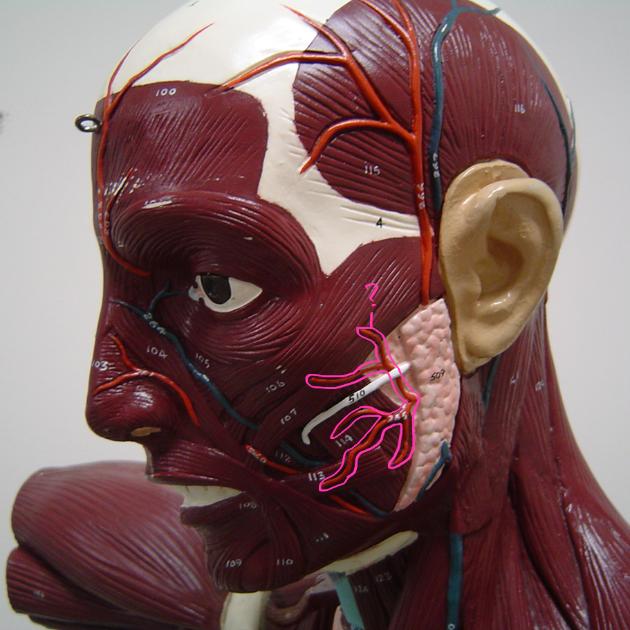 <p>what blood vessel is this? (in pink)</p>