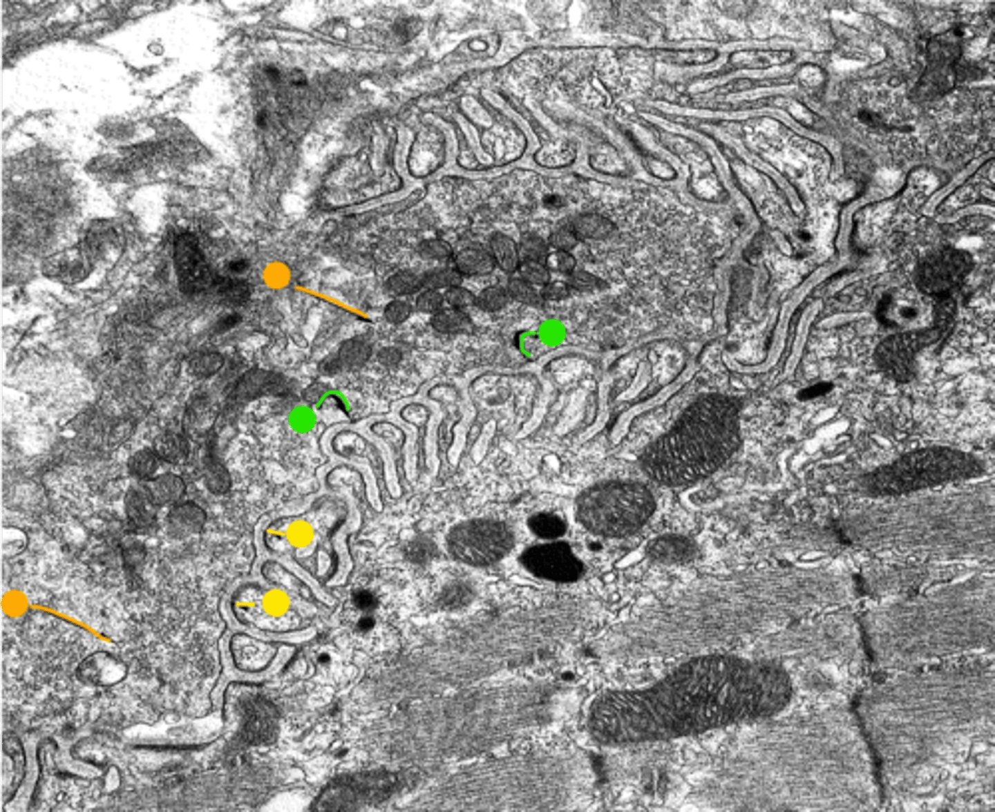 <p>yellow: structures</p>