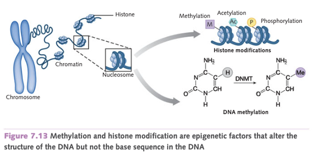 <p>Chemical modification of DNA can also influence the phenotypic expression of genes.</p><ul><li><p>Scientists found a pattern shown by altered DNA, where a methyl group or “chemical cap” was attached to part of the molecule.</p></li><li><p>This DNA methylation switched off the expression of the genes containing the modified DNA, so the trait wasn’t expressed.</p></li></ul><p></p><ul><li><p>Another type of structural DNA modification is caused by histone modification in the DNA molecule.</p></li></ul><p>These changes normally occur during the individual’s lifetime but may also be transmitted to offspring.</p>