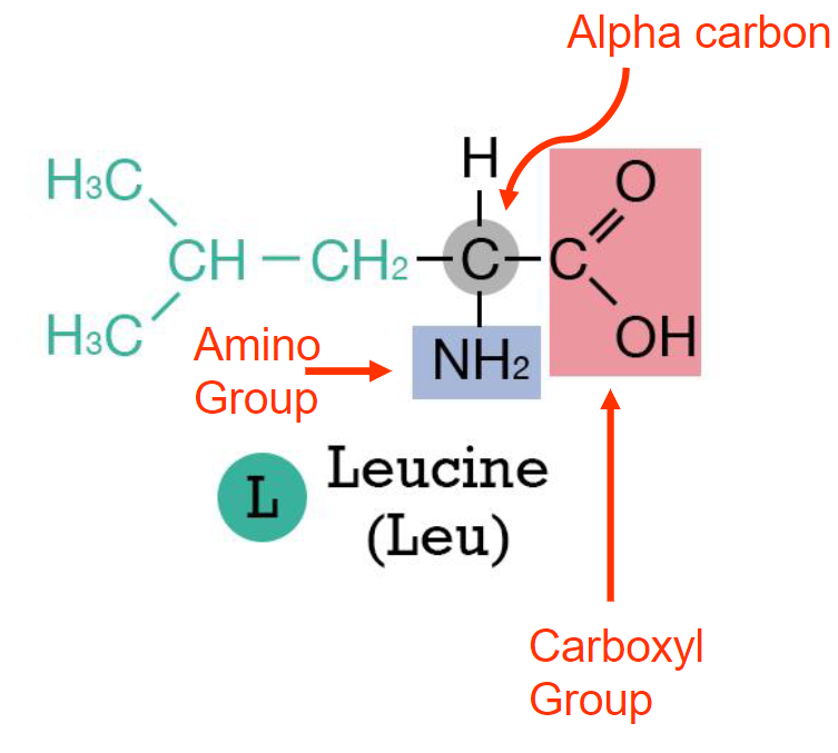 <ul><li><p>alpha carbon</p></li><li><p>carboxyl group</p></li><li><p>amino group</p></li><li><p>R group(what decides amino acid)</p></li></ul>