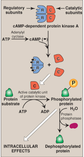 <p>Label the actions of cyclic adenosine monophosphate.</p>