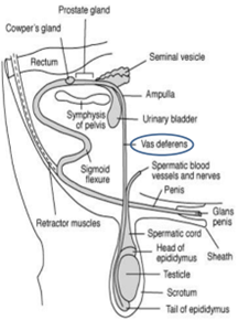 <p>Enters the pelvic urethra just posterior to bladder</p>