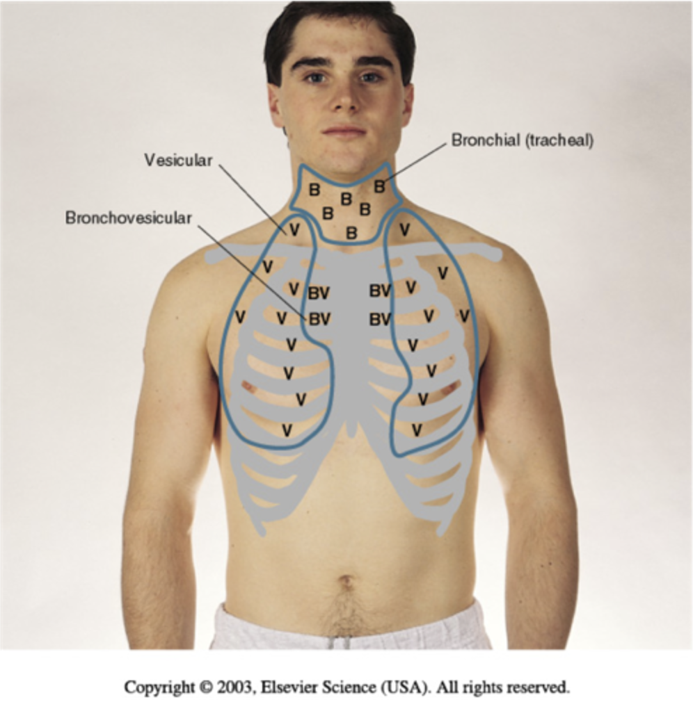 <p><span style="font-family: Arial">AUSCULTATE ANTERIOR CHEST</span></p>