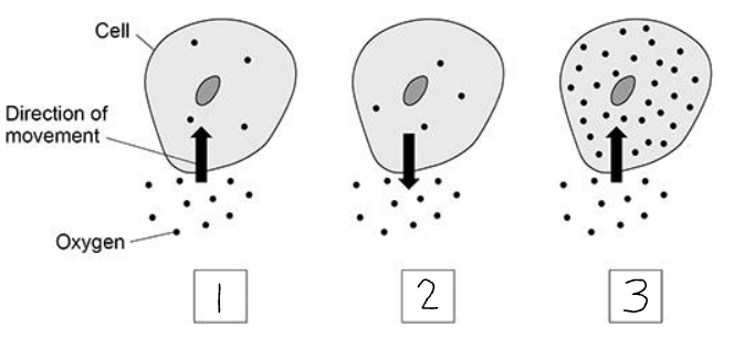 <p>Which diagram shows oxygen moving by diffusion?</p>