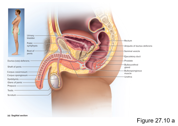 <p>To produce sperm and introduce them into the female body </p>