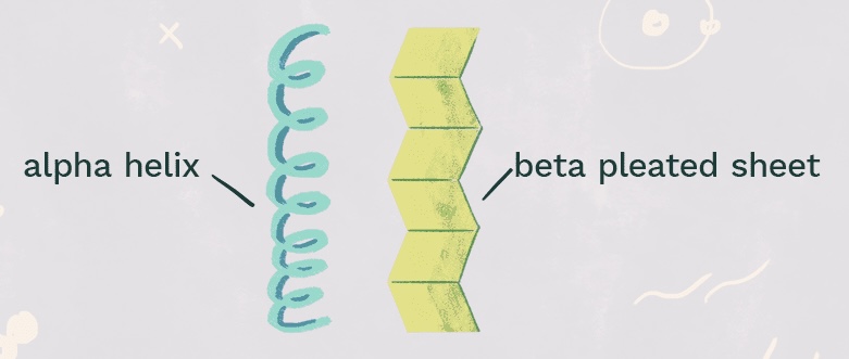 <p>What protein structure is this?</p>