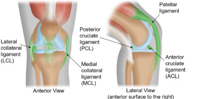 <p>Ligaments</p>
