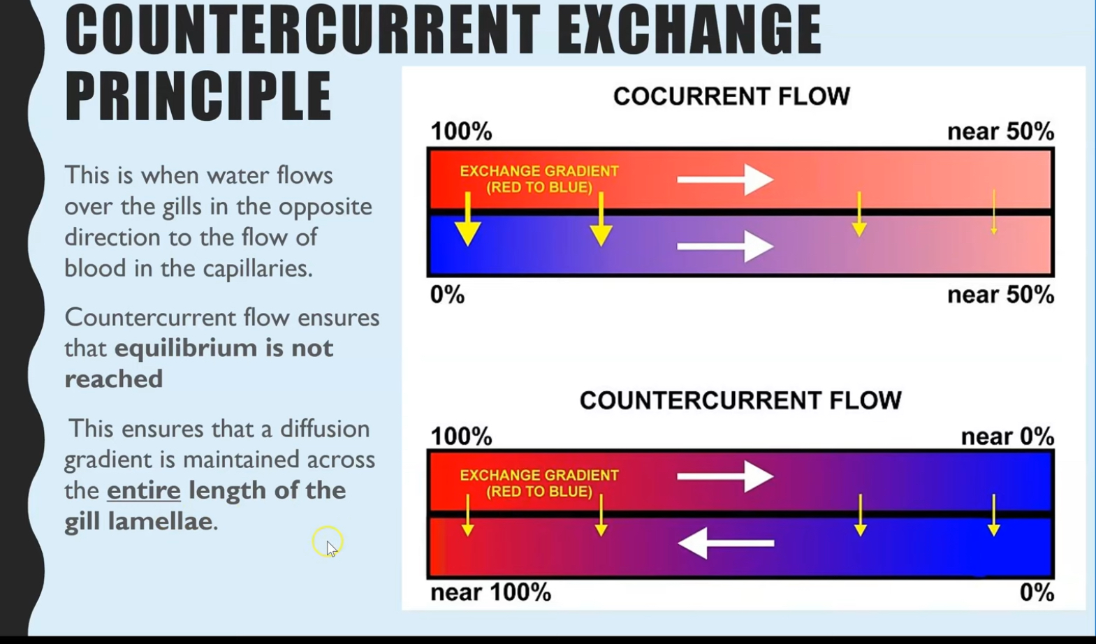 <p>key points in countercurrent exchange </p>