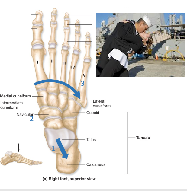 <p>-ankle bones</p><p>-seven bones located distal to the lower leg *1st group (superior to inferior): Talus, Calcaneus *Middle medial loner: Navicular *Distal row (medial to lateral): Medial cuneiform, Intermediate cuneiform, Lateral cuneiform, Cuboid</p><p>-2 bones of interest *Talus (ankle) - articulates tibia and fibula *Calcaneus (heel) - under the talus, attached to the Achilles tendon</p><p>(Proximal group): Tall Californian (Middle loner): Navy (Distal row): Medical Interns Love Cuties</p>