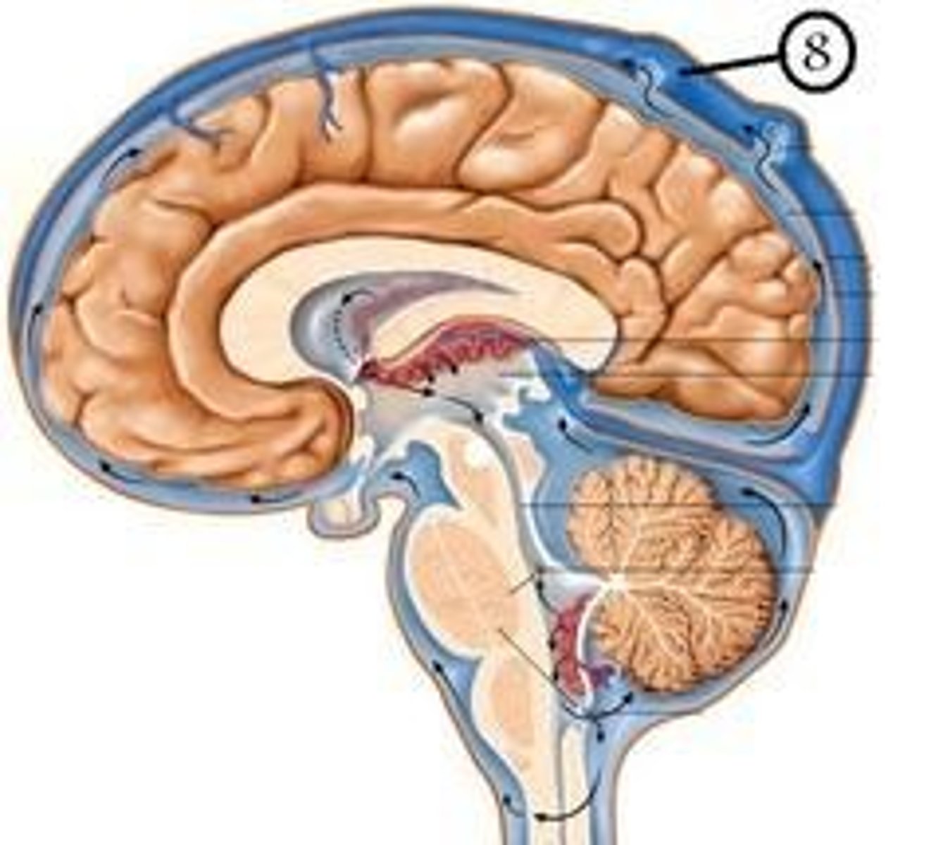 <p>Small projections of the arachnoid membrane through the dura mater into the superior sagittal sinus; CSF flows through them to be reabsorbed into the blood supply.</p>