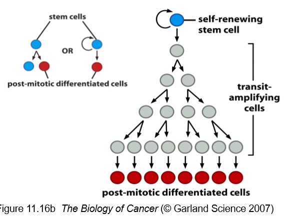 <ul><li><p>rare cells found in an niche</p></li><li><p>not terminally differentiated</p></li><li><p>capacity for self-renewal</p></li><li><p>daughter cells may become a stem cell or a terminally differentiated cell</p></li><li><p>can divided limitlessly <strong>(infrequently)- it is usually the daughter cells that divide limitlessly</strong></p></li></ul><p></p>