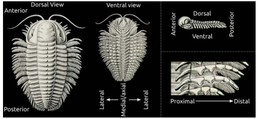 <p>Anterior - faces the front</p><p>Posterior - faces back</p><p>Dorsal - furthest from the ground</p><p>Ventral - nearest to the ground</p><p>Proximal - close e.g. bicep</p><p>Distal - further away e.g. hand&nbsp;</p>