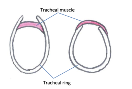 <p>the tracheal muscle sits outside cartilage rings while it sits inside in other species</p>