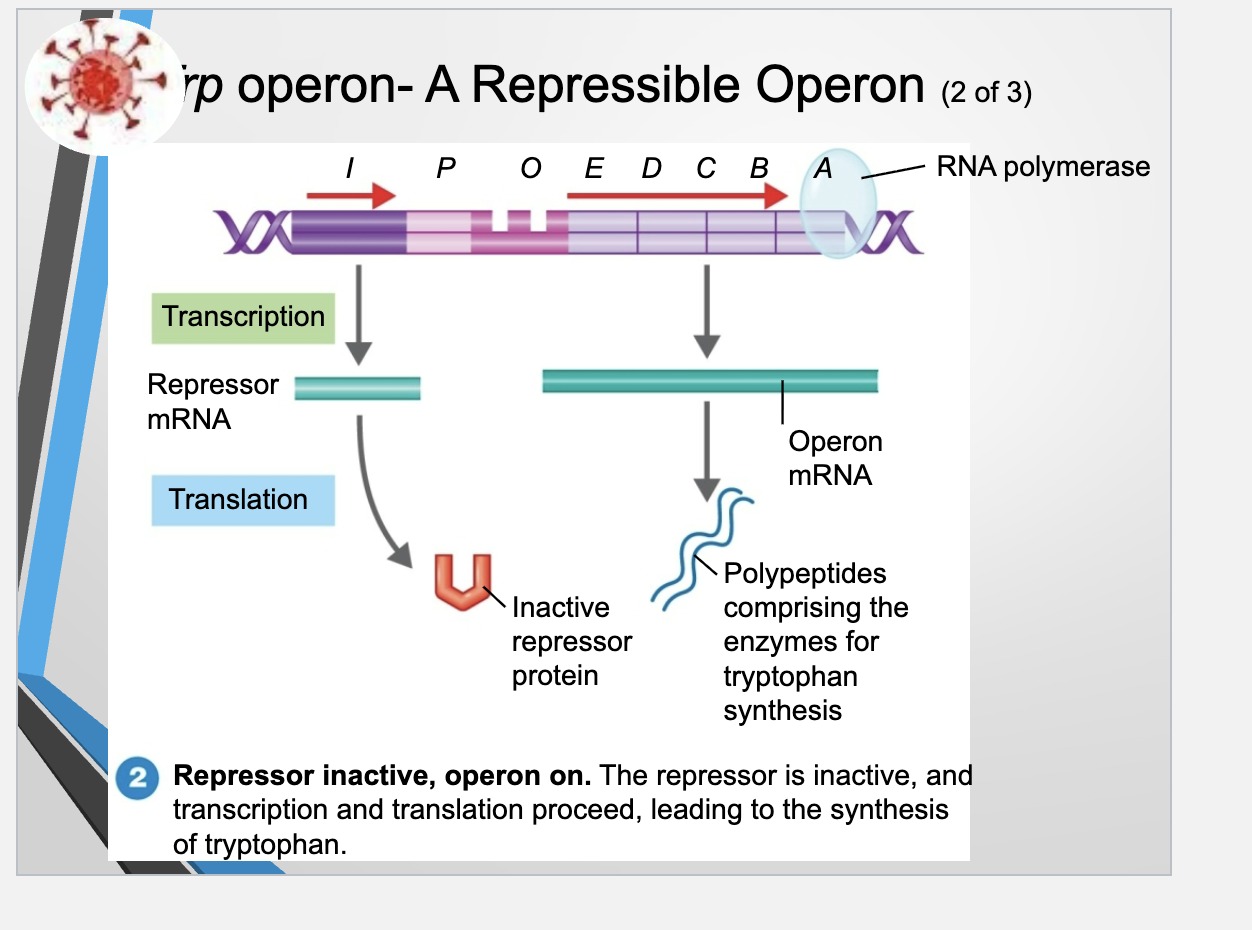 <ul><li><p>The <strong>operon</strong> consists of the <em><u>promoter and operator and structural genes</u></em> that code for the protein&nbsp;</p></li><li><p>the <strong>operon</strong> is regulated by the <strong>product of the regulatory gene</strong></p></li><li><p><strong>The Trp operon</strong> controls the <em><u>production of enzymes</u></em> needed to make the amino acid tryptophan&nbsp;</p></li><li><p>The <strong>regulatory gene</strong> → <strong>repressor mRNA</strong> → <strong>inactive</strong> repressor protein (cannot <em><u>bind to the operator</u></em> region) → allows <strong>RNA polymerase to attach to the promoter</strong> and trancribe the structural genes → resulting mRNA is then translated into <strong>enzymes that synthesize tryptophan</strong></p></li><li><p>the cell produces tryptophan when its levels are low&nbsp;</p></li></ul><p></p>