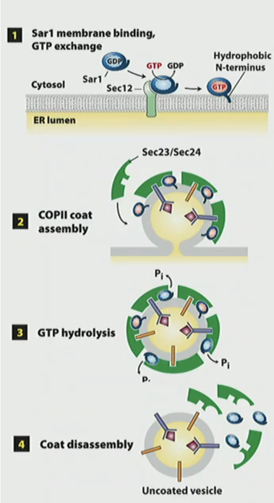 <ol><li><p>Sar1-GDP binds to Sec12-GEF on membrane to convert to Sar1-GTP. Sar1 has a conformational change and anchors into membrane</p></li><li><p>Sec23/Sec24 + Sec13/Sec31 are recruited to make coat protein complex and becomes vesicle</p></li><li><p>Sec23 GAP hydrolyzes Sar1 GTP </p></li><li><p>Sar1-GDP is released from vesicle and causes disassembly of coat</p></li></ol><p></p>