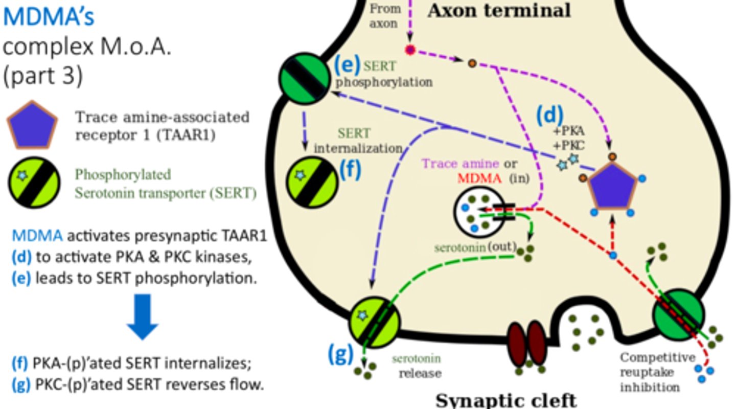<p>- inhibits transporter DAT and NET fxn via phosphorylation; becomes internalized/ comes off of membrane (NON competitive)</p><p>- can also REVERSE transport fxn-> causes an efflux/ increase in NT in synaptic space</p>