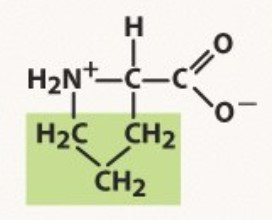 Non-polar
positive NH2+ because of looping
-PRO amino acid for pro chemists