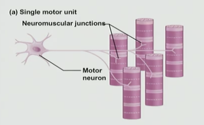 <p>Arrangement of muscle cells &amp; how it talks to the <u>motor neuron</u> and this overall arrangements is small</p>