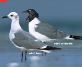 <p><span><span>Larus atricilla </span></span></p>