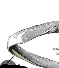 <p>what is this an example of : narrow depression on a bone where other things can run through</p>