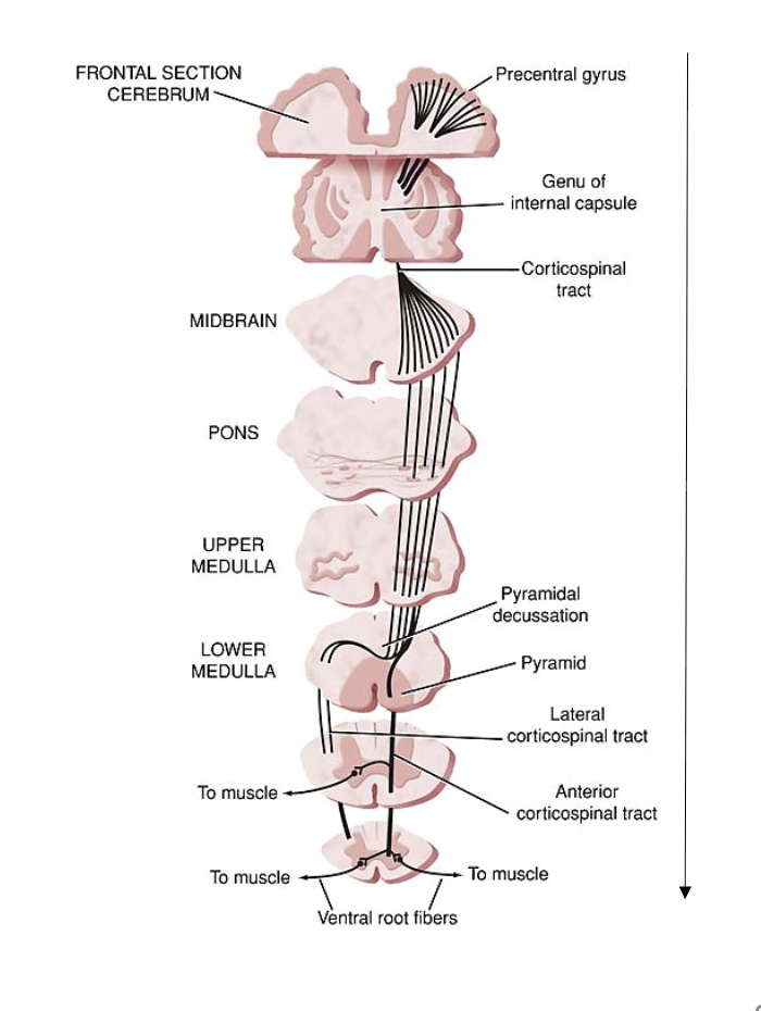 <p><span style="color: rgb(0, 0, 0);"><span> Pathway that carries motor commands<br>(upper motor neurons) from the pre-<br>central gyrus (motor strip) of the right or<br>left side (hemisphere) of cerebrum to<br>the spinal nerves (lower motor<br>neurons) to provide nerve innervation<br>to skeletal muscles<br>• fiber bundles decussate (cross over)<br>through the pyramids of the medulla<br>before coursing down through the<br>spinal cord to the skeletal muscles of<br>the opposite side of the body<br>20</span></span></p>