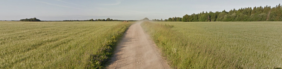 <p>Unpaved, narrow road. Thin white trees. </p>