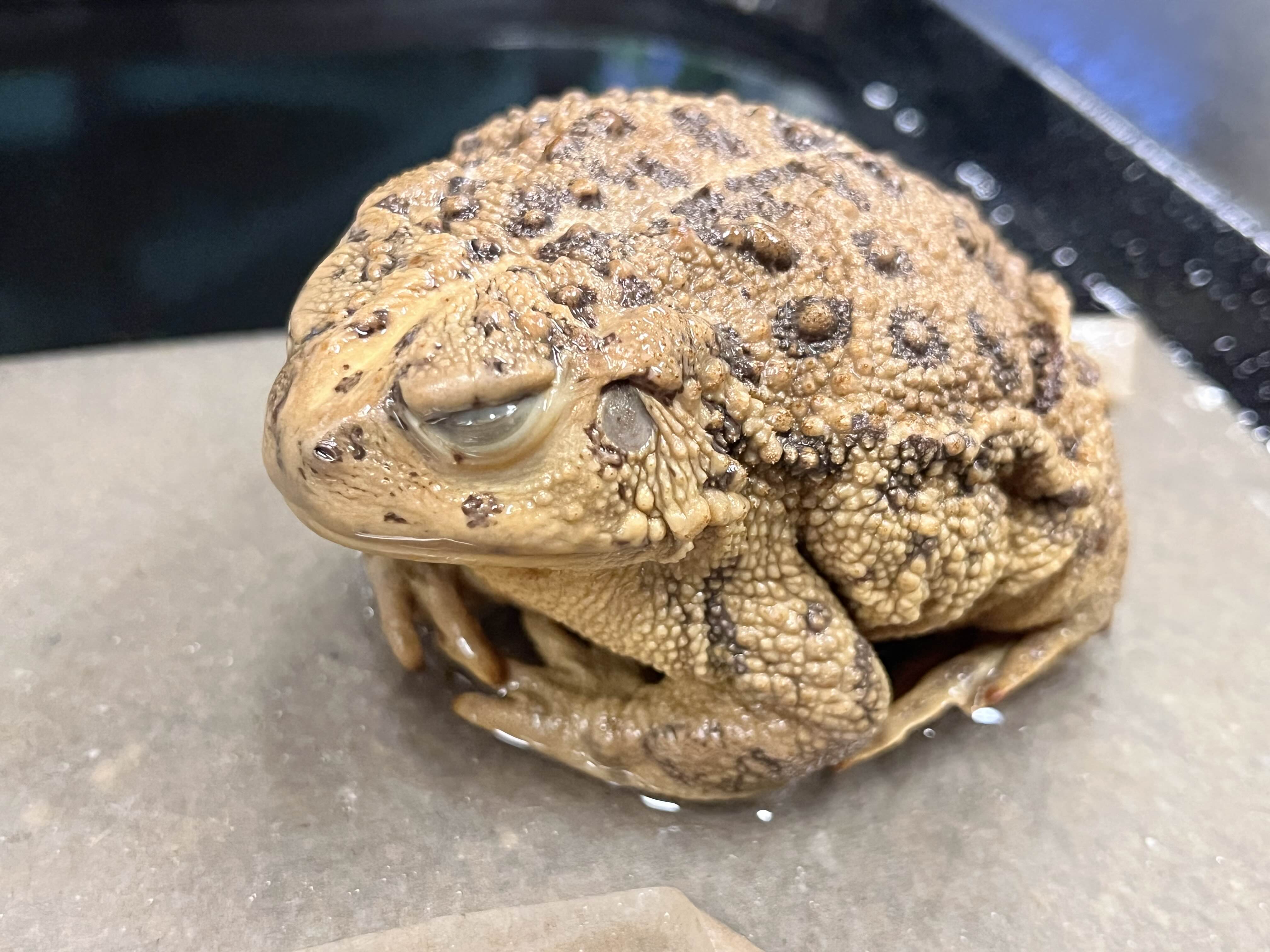 <p>Family + species?</p><ul><li><p><strong>white dorsal stripe</strong></p></li><li><p>oval parotoids that are well separated </p></li><li><p>widespread </p></li></ul><p></p>