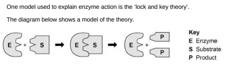 <p>Explain the ‘lock and key theory’ of enzyme action. Use information from the diagram above in your answer.(3)</p>