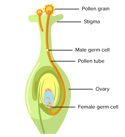 <p>Double Fertilization</p>