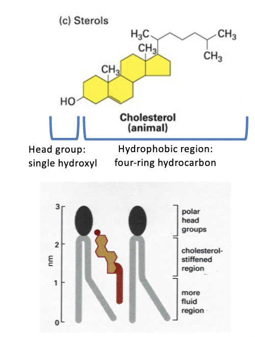 <p>membrane components - animals (cholesterol), fungi (ergosterol), and plants (stigmasterol) </p><p>amphipathic structure </p><ul><li><p>head group = single polar -OH </p></li><li><p>tail = conjugated four-ring hydrocarbon and short hydrocarbon chain </p></li></ul><p>very hydrophobic </p><p>cannot form bilayers on its own, but it intercalates into biomembrane </p><p></p>