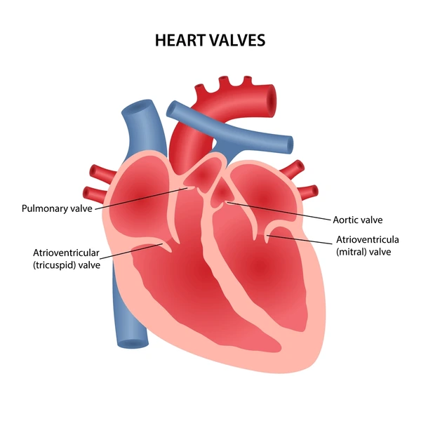 <p>Closing of AV valves</p>