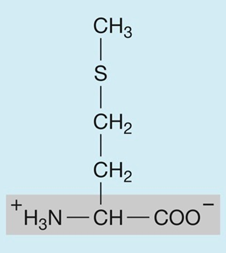 <p>hydrophobic (nonpolar)</p>
