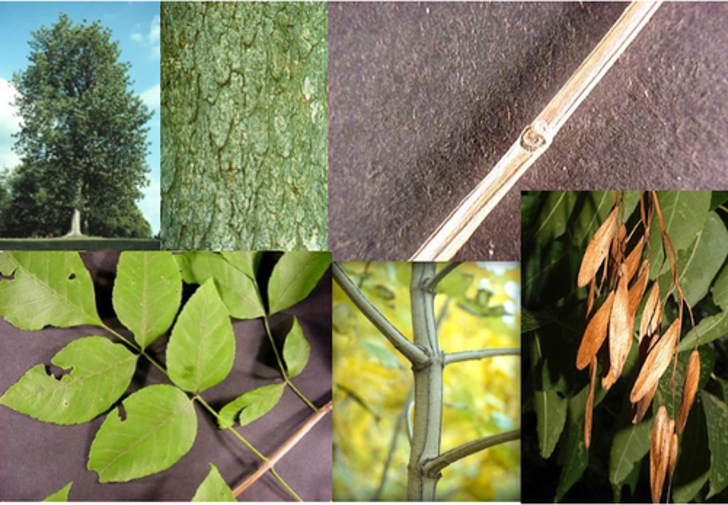 <p>Oleaceae Fraxinus quadrangulata</p>
