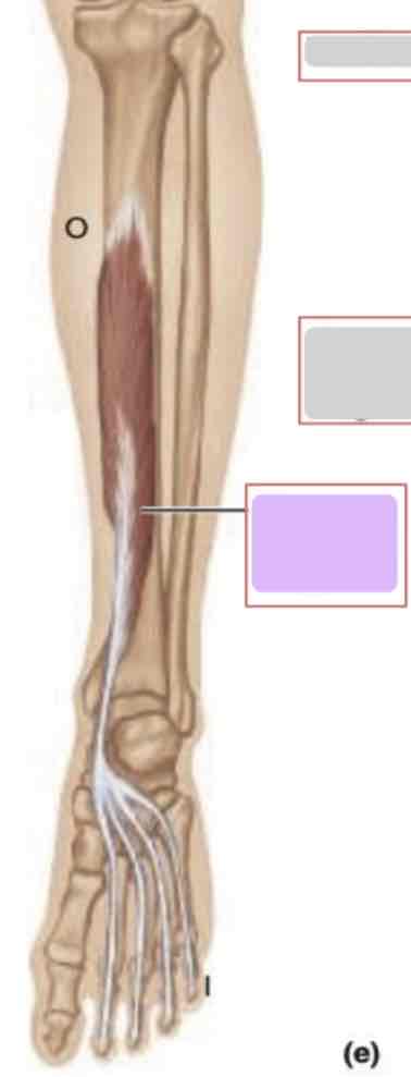 <p>Posterior leg (deep)</p>