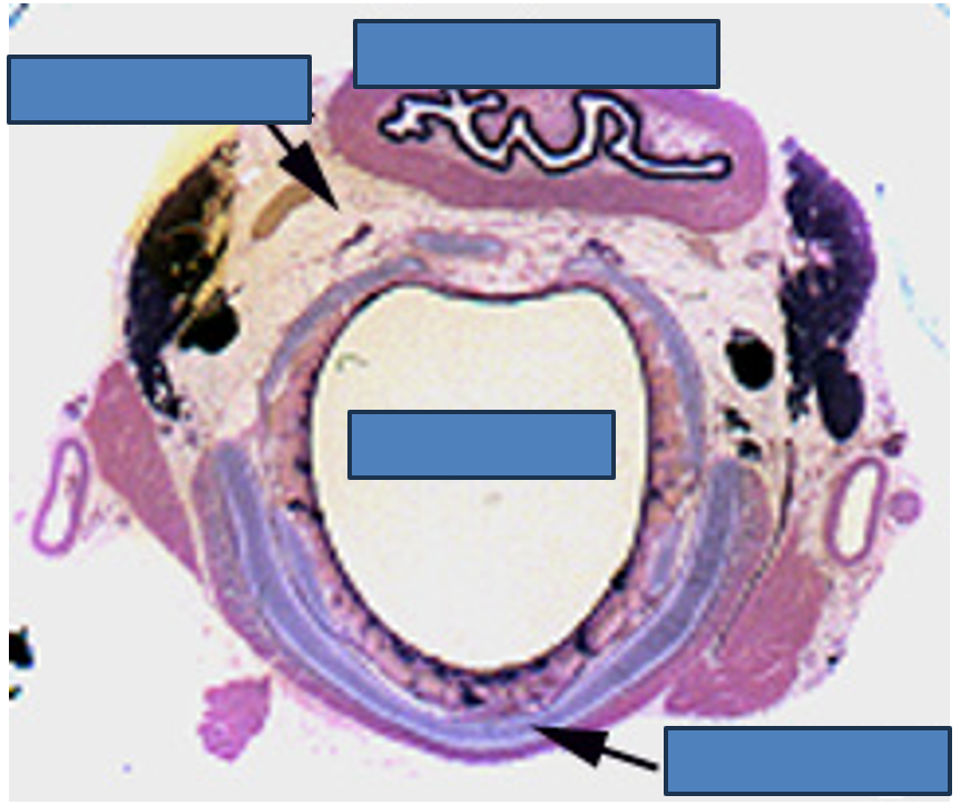 <p>Identify this structure</p>