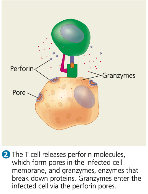 **Response to infected host cells**

\

3. The T cell secretes **____ molecules**, which form pores in the infected cell membrane, and:
4. Secretes **_____**, enzymes that break

   down proteins
5. Granzymes enter the infected cell via the

   perforin pores