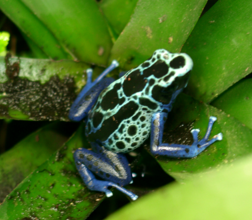 <p></p><p></p><p><strong><u>Distribution:</u></strong></p><ul><li><p>Central and South America</p></li></ul><p><br><strong><u>Traits:</u></strong></p><ul><li><p>small</p></li><li><p>bright, poisonous</p></li><li><p>two scutes atop each toe tip</p></li><li><p>parental care</p></li><li><p>terrestial</p></li><li><p>diurnal </p></li></ul><p></p><p><strong><u>Larval Type:</u></strong></p><p>IV</p>