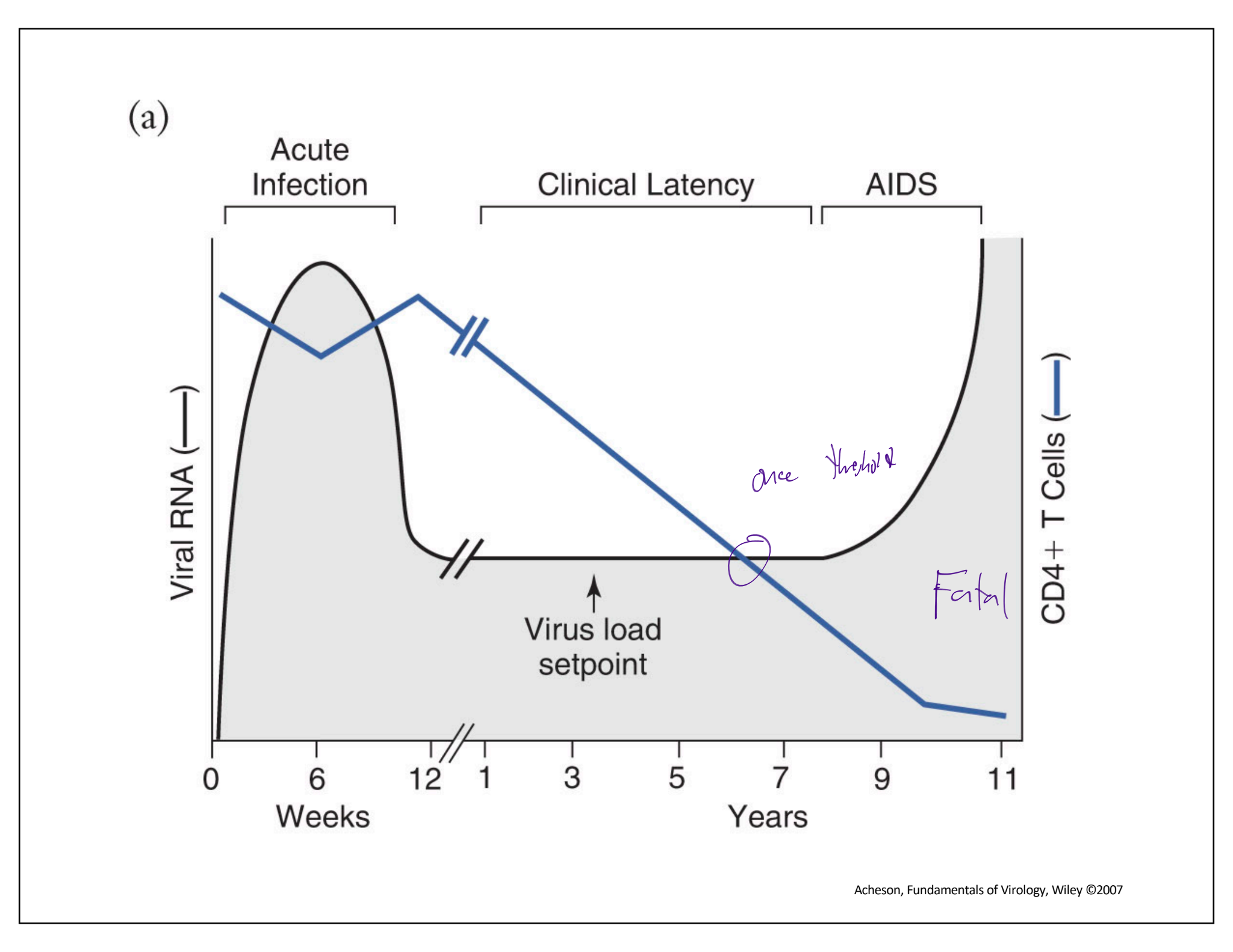 <ul><li><p>Acute infection</p><ul><li><p>inital infection of HIV virion</p></li><li><p>High viral RNA, slight CD4+ T cells</p><ul><li><p>some immune response and thus flu like symtoms</p></li><li><p>spike in CD4+ cells</p></li></ul></li><li><p>virions begin to infect/enter immune cells</p></li></ul></li><li><p>Clinical latency</p><ul><li><p>virus RNA levels consistent (virus load setpoint)</p></li><li><p>steady decline of CD4+ cells</p></li></ul></li><li><p>AIDS</p><ul><li><p>once CD4+ deacrease pass a threshold result in AIDS</p></li><li><p>lack of immune cells, increase viral RNA (nothing stopping them, and will multiply)</p></li></ul></li></ul><p></p>