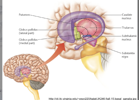 <p>structures: </p><ul><li><p>globus pallidus </p><ul><li><p>external </p></li><li><p>internal </p></li></ul></li><li><p>putamen </p></li><li><p>caudate nucleus </p></li><li><p>sub thalamic nucleus </p></li><li><p>substantia nigra</p></li></ul><p>function: regulates complex motor functions </p><p>symptoms: </p><ul><li><p>hypokinetic: <span>limited movement </span></p><ul><li><p>rigidity</p></li><li><p>dystonia </p></li><li><p>bradykinesia </p></li><li><p>hypokinesia </p></li><li><p>resting tremor </p></li></ul></li><li><p><span>hyperkinetic- excessive movement </span></p><ul><li><p>tremors </p></li><li><p>athetosis </p></li><li><p>chorea </p></li><li><p>ballismus </p></li><li><p>tics </p></li></ul></li></ul><p></p>