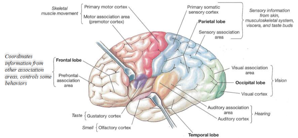 <ul><li><p>The cerebral cortex can be divided into three areas. </p></li><li><p>Sensory input translated into perception (awareness).</p></li><li><p>All control functions linked with sensory functions.</p></li></ul><p></p>